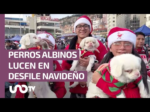 Perros albinos protagonizan desfile navideño en Bolivia