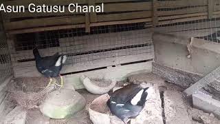 Download lagu Burung Mandar Batu atau Bantiungan mp3