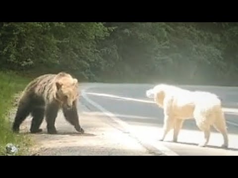 Alabai dog vs Bear Attacks  - Top 5 Animals Face Off