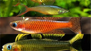 TOP 10 Freshwater Ornamental Fish For Your Planted Aquarium - Also Safe For Shrimps - Aquascape