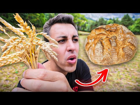 JE RÉCOLTE DU BLÉ POUR FAIRE DU PAIN ! (le goût est incroyable)