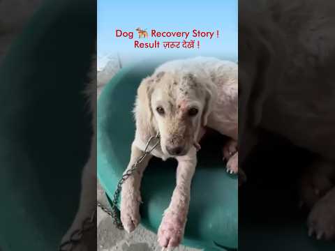 Allergy Relief Story