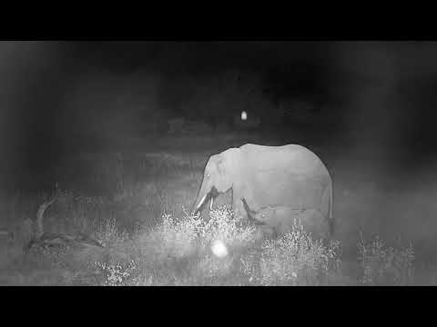Djuma: Small  Elephant herd with wee ones - 20:10 - 04/04/21
