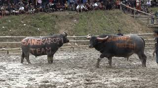 Download lagu MA'PASILAGA TEDONG PART IV ARENA SEPANG SANGKAROPI, RAMBU SOLO PEMAKAMAN NEK APRI, DESEMBER 2021 mp3