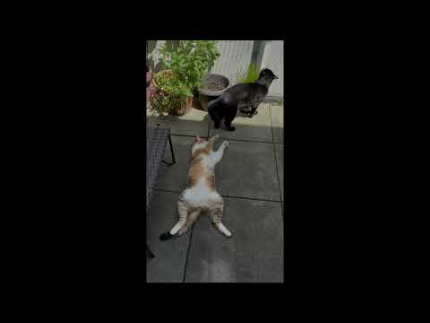 Hezkirina Pisîka li hemberî hev @pisîk