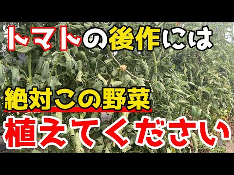 秋にトマトの後に何を植えることができますか？温室と庭用の7つの植物  庭園