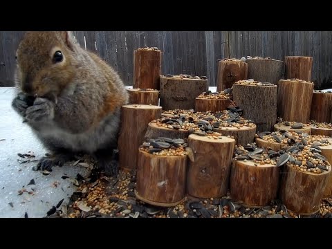 Chikadees,  Juncos, Jays Squirrels | 12 Hours