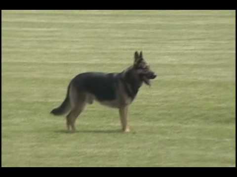 2008 Masters Tournament T. Floyd & Karlo vom Floyd Haus, SchH3, FH, KKL2