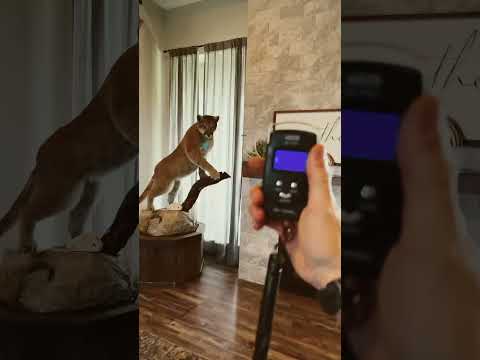 Seekins Precision PH3 weight 300 prc 22” barrel