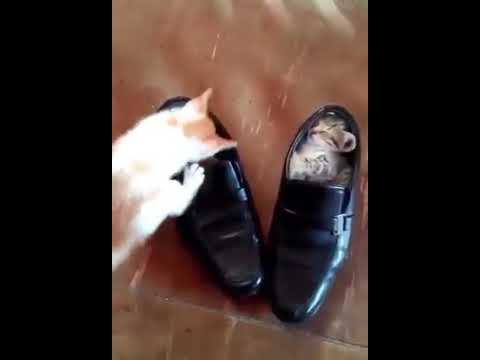 He try to imitate his bro 😁