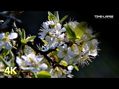 Prunus spinosa | Flowers Booming | 4K Time lapse