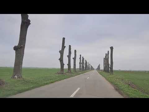 Copaci tăiați precum in filmele de groaza pe drumul dintre Tunarii Vechi și Tunarii Noi, Dolj