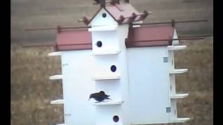 2 starlings being trapped inside my purple martin house