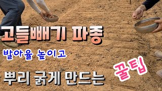 고들빼기 뿌리 굵게 만드는 꿀띱  발아율 높이는법 /고들빼기 김치