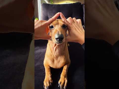 🚨Alerta: cachorro da raça “melhor amigo do carro e do dono do carro” passando no seu feed!