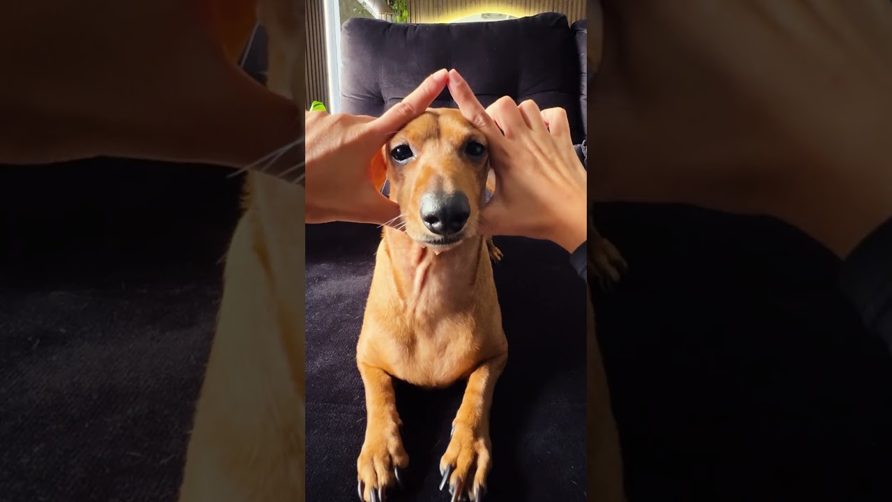 🚨Alerta: cachorro da raça “melhor amigo do carro e do dono do carro” passando no seu feed!