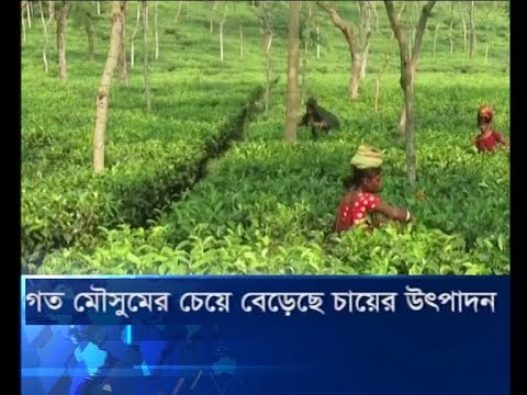 গত মৌসুমের চেয়ে বেড়েছে চায়ের উৎপাদন