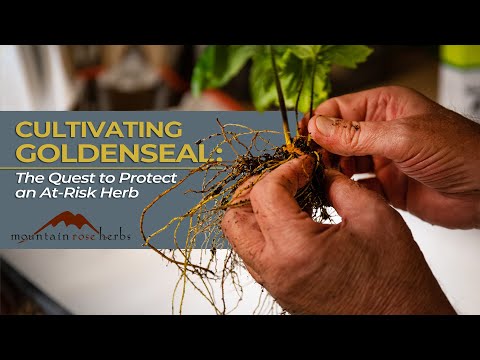 Cultivating Goldenseal