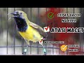 MASTERAN SOGON GACOR MATERI MEWAH CETAK SOGON JUARA Part 5