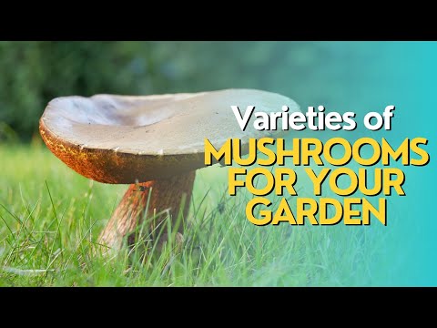 Explorando diferentes variedades de cogumelos para o seu jardim