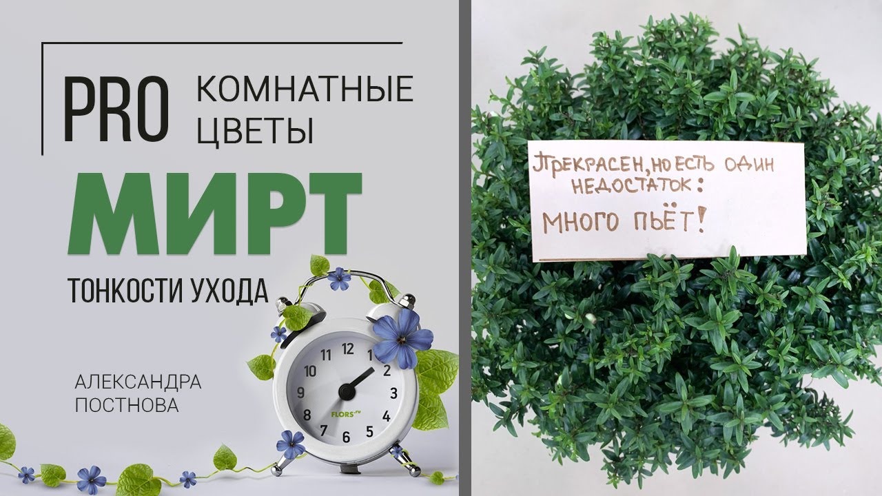 Мирт секреты ухода | Как вырастить миртовое дерево дома без особых хлопот