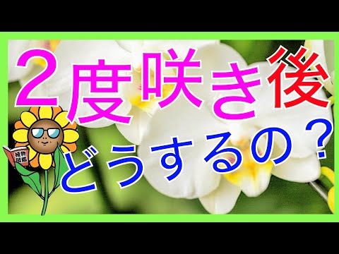 蘭の植え替えはいつするの？どのくらいの頻度で行うかを知るための正確な説明 + ビデオ  庭園