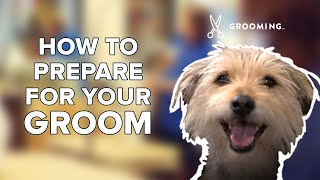How to Prep Your Dog for Grooming | PetSmart Grooming