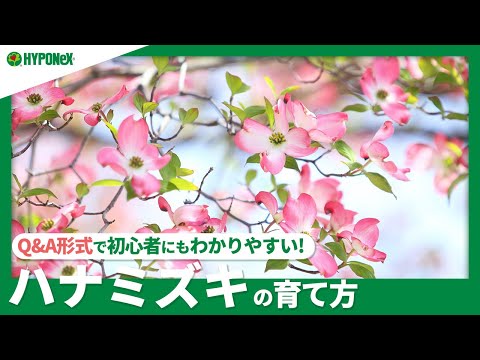 パゴダ ハナミズキ 'Variegata'