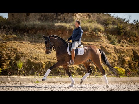 Piro Free Dressage Mare at Grand Prix Level [PRIVATE LIST]