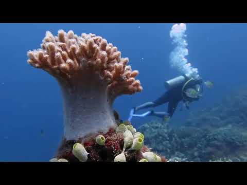 Negros Oriental - This is how you want to live (by: Louise Remata Villanueva & co.)