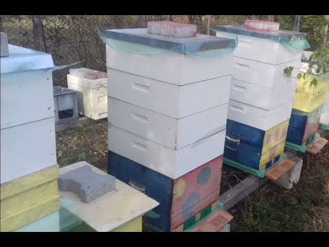 15 octombrie - caturile rezista