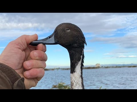 🦆💪Duck hunting💥🦆 northern pintails❌️ #duckhunting #duckhuntingseason #duckhuntingg #northernpintail