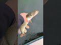 Video Thumbnail for Catch and..Go grow bud-2 #short #fishing #catchandrelease #subscribe #shorts