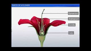 CBSE Class 11 Biology || Parts of a Flower || By Shiksha House
