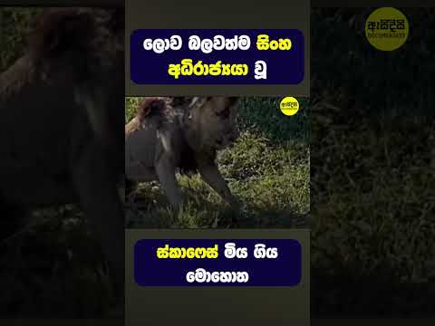 ලොව බලවත්ම සිංහ අධිරාජ්‍යයා #shorts