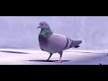 Emmit Fenn - Who Dat (Official Pigeon Music Video)
