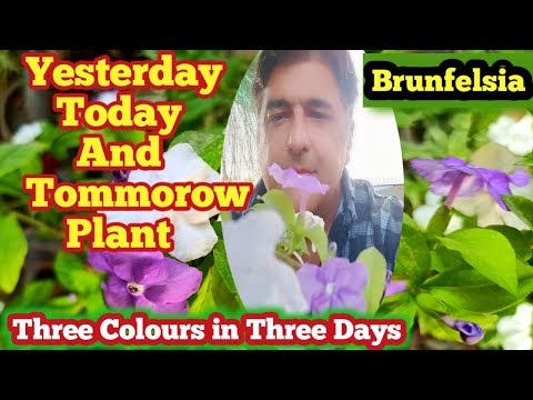 , title : 'How to grow a Yesterday today tomorrow plant | Brunfelsia pauciflora | hindi Urdu