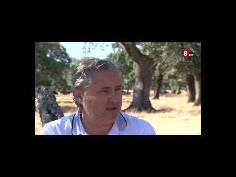 PROGRAMA BURLADERO DE CANAL 8 TV - AVILA - CARMEN VALIENTE Y SAN MARTIN - TOROS 2020