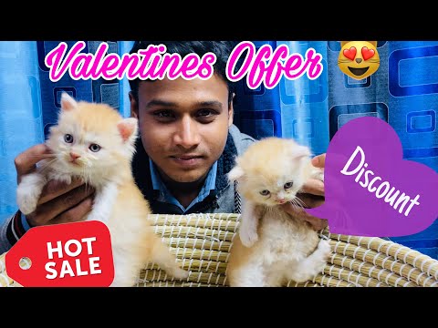 Brown Persian Kitten For Sale | Doll-face Persian Cat Price | Persian Cat Price In BD | Male Offer P