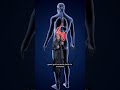 How Your Organs Heal After Quitting Alcohol Alcohol Health