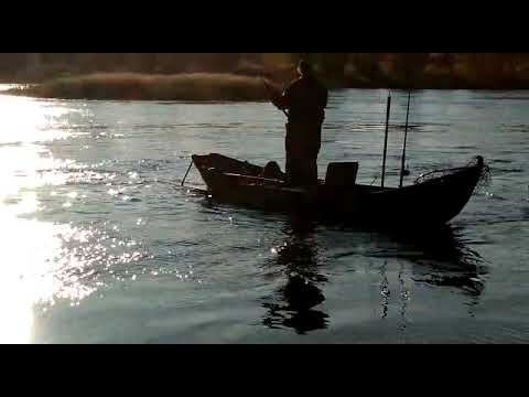 Oulujoen Lohikuninkuus voittokala 10,162g Lohi