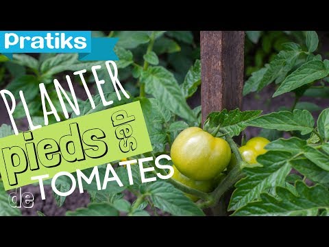 comment fortifier les pieds de tomates