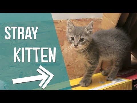 We Found A Stray Kitten!