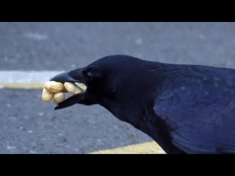 VERY CLEVER CROW/ BARDZO SPRYTNA WRONA