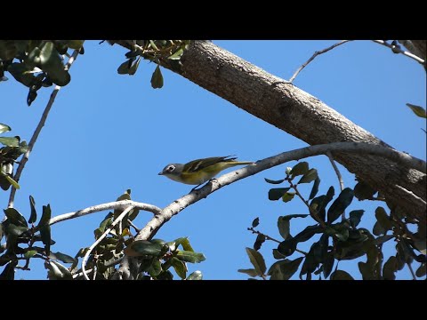 Vireo sivohlavý (Vireo solitarius) — správanie, biotop a hlas