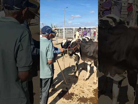 Feira do Gado de Afogados