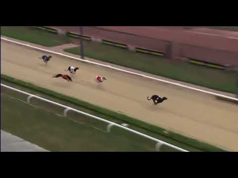 Perry Barr - 710 St Leger Trial Stake 1st September 2022