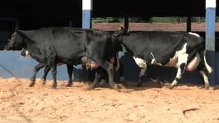 Vídeo 23 - 1ª ETAPA MEGA LIQUIDAÇÃO TOTAL AGROPECUÁRIA MARAJOARA - DIA 4 | GADO GIROLANDO E HOLANDÊS