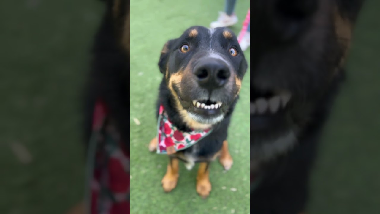 Enlarge D'Lila, a Adoptable mixed breed in Los Angeles, CA video 4/6