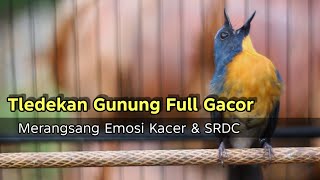 Download lagu TLEDEKAN GUNUNG FULL GACOR PALING AMPUH MERANGSANG EMOSI KACER DAN SRDC mp3